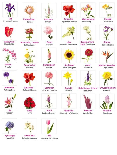 Xolhp flower name meaning